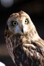 Short-eared Owl Royalty Free Stock Photo