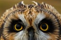 Short-eared Owl Royalty Free Stock Photo