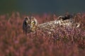 Short-eared Owl Royalty Free Stock Photo