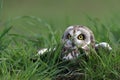 Short-Eared Owl Royalty Free Stock Photo