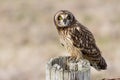 Short eared Owl Royalty Free Stock Photo