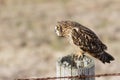 Short eared Owl