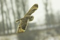 Short eared owl (Asio flammeus) Royalty Free Stock Photo