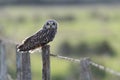 Owl on farm fence Royalty Free Stock Photo