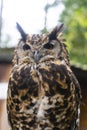 The short-eared owl Asio flammeus brown closeup owl portraint in the woods Royalty Free Stock Photo