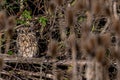 Short-eared owl, asio flammeus, camouflaged by winter branches and teasle flowers, Waltham Abbey, Essex, UK