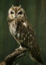 The short-eared owl Asio flammeus Royalty Free Stock Photo