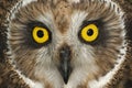 Short eared owl, Asio flammeus, country owl, portrait of eyes and face