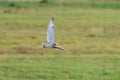 Short eared owl flying over fields in winter