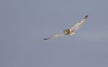 Short-eared owl Asio flammeus isolated against a blue background hunting over an open snowy field in Canada