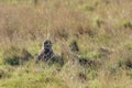 Short-eared Owl (Asio flammeus) in long grass