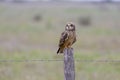 Short eared owl on fence post