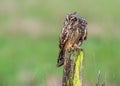 Short eared owl angry