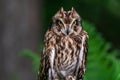 Short-eared owl Asio flammeus