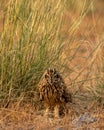 Short eared owl or Asio flammeus portrait or close up Royalty Free Stock Photo