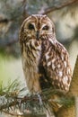 Short-eared owl Asio flammeus portrait close up Royalty Free Stock Photo