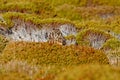 Short-eared Owl, Asio flammeus sanfordi, rare endemic bird from Sea Lion Island, Fakland Islands, Owl in the nature habitat. Bird Royalty Free Stock Photo