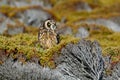 Short-eared Owl, Asio flammeus sanfordi, rare endemic bird from Sea Lion Island, Fakland Islands, Wildlife scene from nature. Owl