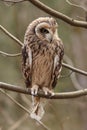 Short-eared owl, Asio flammeus. Royalty Free Stock Photo