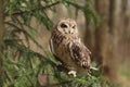 Short-eared owl, Asio flammeus. Royalty Free Stock Photo