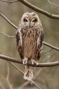 Short-eared owl, Asio flammeus. Royalty Free Stock Photo