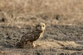 Short-eared owl, Asio flammeus, Uran JNPT, Mumbai, Maharashtra, India Royalty Free Stock Photo