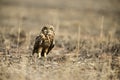 Short eared owl, Asio flammeus Uran, Mumbai, Maharashtra, India