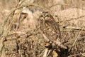 A short eared owl camouflaged against a winter hedge