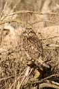 Short eared owl camouflaged against a winter landscape