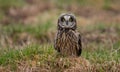 Short Eared Owl in Canada