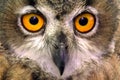 Short eared owl close up