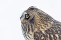 Short-eared owl closeup isolated on white background perched in the snow covered meadow in Canada Royalty Free Stock Photo