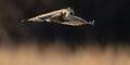 Short Eared Owl eyes on