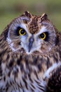 A short eared owl face Royalty Free Stock Photo