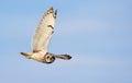Short-eared owl fast flying in flight with stretched wing Royalty Free Stock Photo