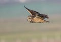 Short Eared Owl in Flight