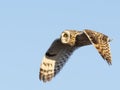 Short-eared owl in flight with blue sky background Royalty Free Stock Photo