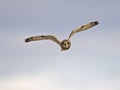 Short-eared Owl in Flight Royalty Free Stock Photo