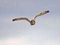 Short-eared Owl in Flight