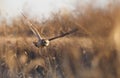 Short Eared Owl in Flight over Field at Sunset
