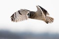 Short-eared owl Royalty Free Stock Photo