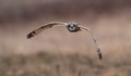 Short Eared Owl in Flight Royalty Free Stock Photo