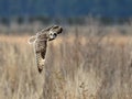 Short-eared Owl in Flight Royalty Free Stock Photo