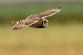 Short eared owl Royalty Free Stock Photo