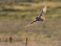 Long Eared Owl Hunting at Dusk England