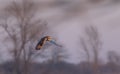 A Short-eared owl hunting over a snow covered field in Canada at sunset.