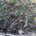 Short-eared Owl looking straight into camera. Royalty Free Stock Photo