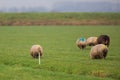 Short eared owl in the meadow with sheep Royalty Free Stock Photo