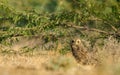 Short eared owl