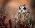 Short-eared Owl Royalty Free Stock Photo